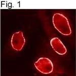 Importin beta-1 Antibody in Immunocytochemistry (ICC/IF)