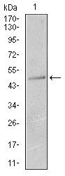 Cytokeratin 13 Antibody in Western Blot (WB)