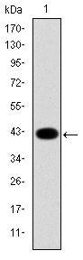 Cytokeratin 19 Antibody in Western Blot (WB)