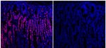 Ki-67 Antibody in Immunohistochemistry (Paraffin) (IHC (P))