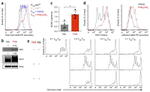 Ki-67 Antibody in Flow Cytometry (Flow)