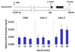 Ki-67 Antibody in ChIP Assay (ChIP)