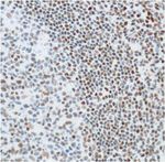 Ku80 Antibody in Immunohistochemistry (Paraffin) (IHC (P))