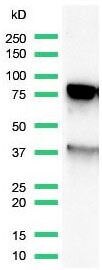 Ku80 Antibody in Western Blot (WB)