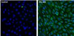 LAMP2 Antibody in Immunocytochemistry (ICC/IF)