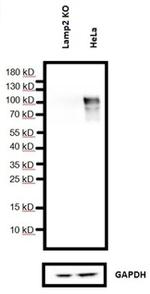 LAMP2 Antibody