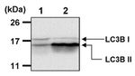 LC3B Antibody in Western Blot (WB)