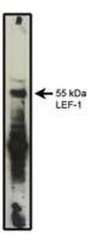 LEF1 Antibody in Western Blot (WB)