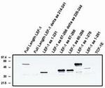 LEF1 (Alternate Exon) Antibody in Western Blot (WB)