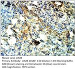 Lin28 Antibody in Immunohistochemistry (IHC)