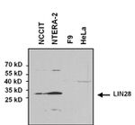 LIN28A Antibody in Western Blot (WB)