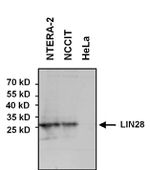 LIN28A Antibody in Western Blot (WB)