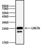 LIN7A Antibody in Western Blot (WB)