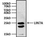 LIN7A Antibody in Western Blot (WB)