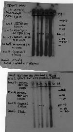 LPAR3 Antibody in Western Blot (WB)