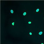 Lamin A/C Antibody in Immunocytochemistry (ICC/IF)