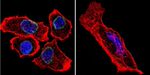 Lamin A/C Antibody in Immunocytochemistry (ICC/IF)