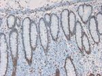 Lamin A Antibody in Immunohistochemistry (Paraffin) (IHC (P))