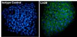 LIN28A Antibody in Immunocytochemistry (ICC/IF)