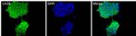 LIN28A Antibody in Immunocytochemistry (ICC/IF)