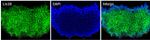 LIN28A Antibody in Immunocytochemistry (ICC/IF)