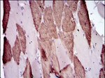 Lplunc1 Antibody in Immunohistochemistry (Paraffin) (IHC (P))