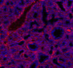 LRP1 Antibody in Immunohistochemistry (Frozen) (IHC (F))