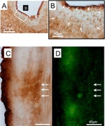 Lucifer Yellow Antibody in Immunohistochemistry (IHC)