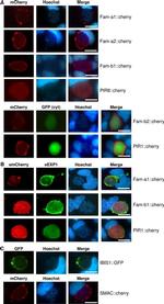 mCherry Antibody in Immunocytochemistry (ICC/IF)