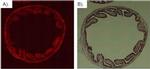 mCherry Antibody in Immunohistochemistry (Paraffin) (IHC (P))