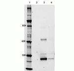 mCherry Antibody in Immunoprecipitation (IP)