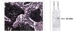 M13 Phage coat protein Antibody in Immunohistochemistry (IHC)