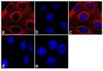 Mouse IgG (H+L) Cross-Adsorbed Secondary Antibody in Immunocytochemistry (ICC/IF)