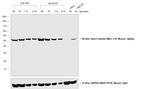 Mouse IgG2a Secondary Antibody in Western Blot (WB)