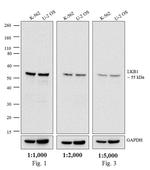 Mouse IgG2a Secondary Antibody in Western Blot (WB)