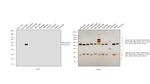 Mouse IgG2a Secondary Antibody in Western Blot (WB)