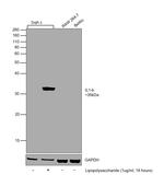 IL-1 beta Antibody in Western Blot (WB)