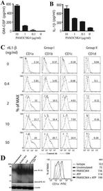 IL-1 beta Antibody