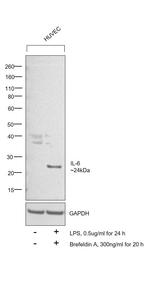 IL-6 Antibody in Western Blot (WB)