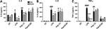 IL-8 (CXCL8) Antibody in ELISA (ELISA)