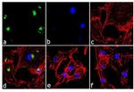 IL-8 (CXCL8) Antibody in Immunocytochemistry (ICC/IF)