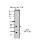 VEGF Antibody in Western Blot (WB)