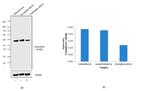 SNTB2 Antibody in Western Blot (WB)