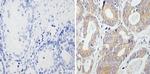 RhoA/RhoB/RhoC Antibody in Immunohistochemistry (Paraffin) (IHC (P))