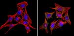 RAP1A Antibody in Immunocytochemistry (ICC/IF)