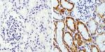 RAP1A Antibody in Immunohistochemistry (Paraffin) (IHC (P))