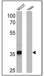 SOX2 Antibody in Western Blot (WB)