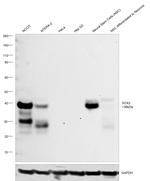 SOX2 Antibody in Western Blot (WB)