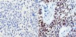 SOX2 Antibody in Immunohistochemistry (Paraffin) (IHC (P))