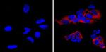 LIN28A Antibody in Immunocytochemistry (ICC/IF)